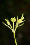 Smallflower buttercup